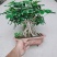 鸭脚木盆栽植物室内花卉四季常青八方来财绿植盆