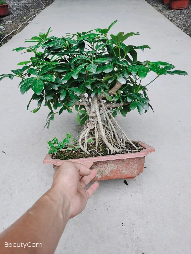 鸭脚木盆栽植物室内花卉四季常青八方来财绿植盆