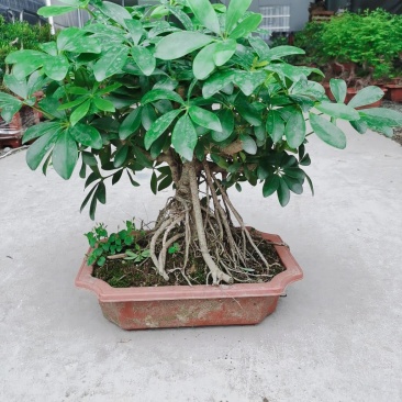 鸭脚木盆栽植物室内花卉四季常青八方来财绿植盆