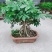 鸭脚木盆栽植物室内花卉四季常青八方来财绿植盆