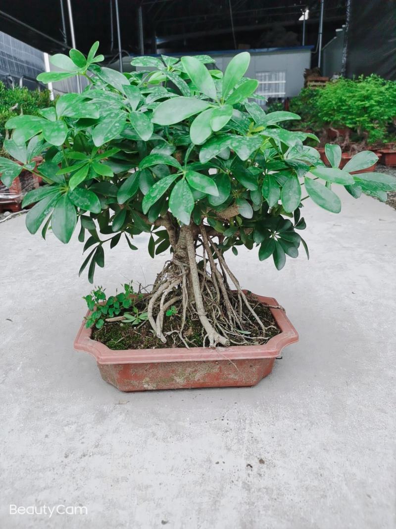 鸭脚木盆栽植物室内花卉四季常青八方来财绿植盆