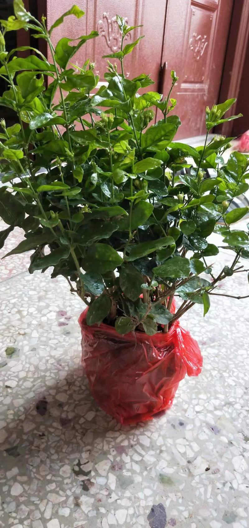 茉莉花苗种植苗盆栽杯苗窝苗整车发货接受预定