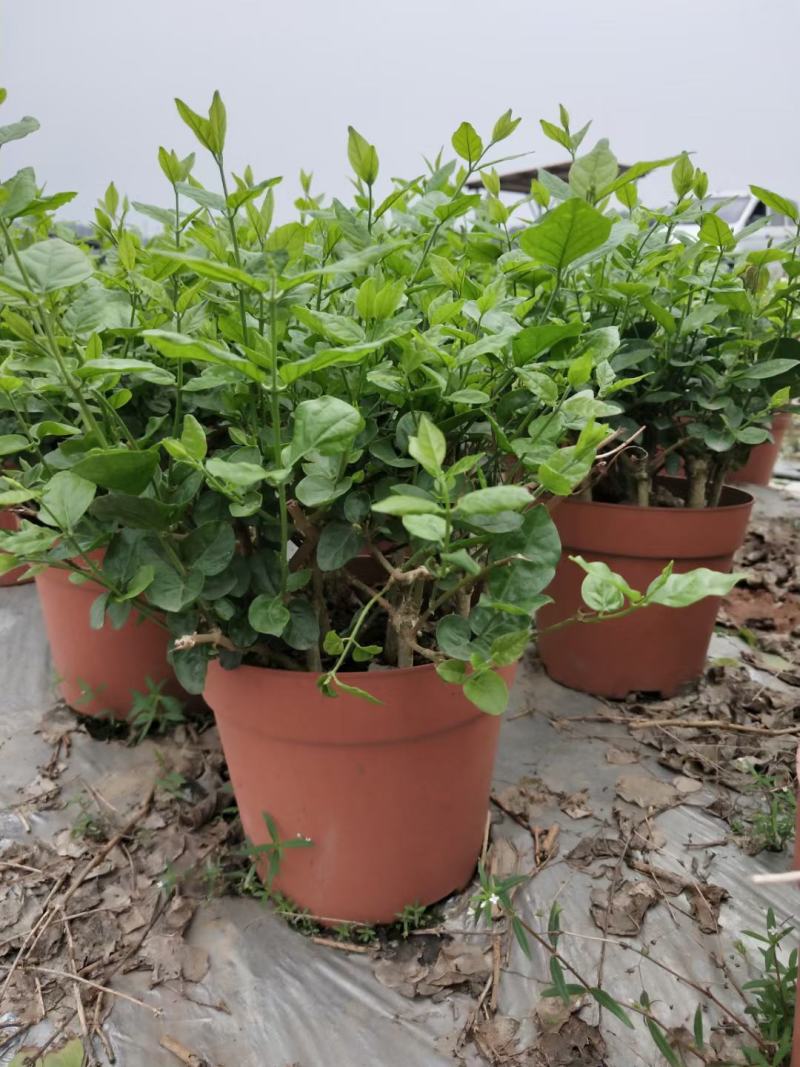 茉莉花苗种植苗盆栽杯苗窝苗整车发货接受预定