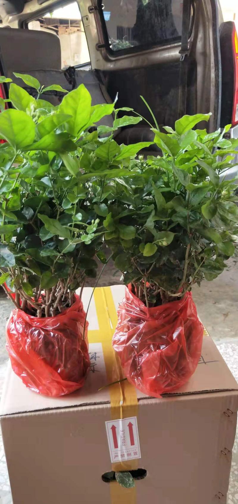 茉莉花苗种植苗盆栽杯苗窝苗整车发货接受预定