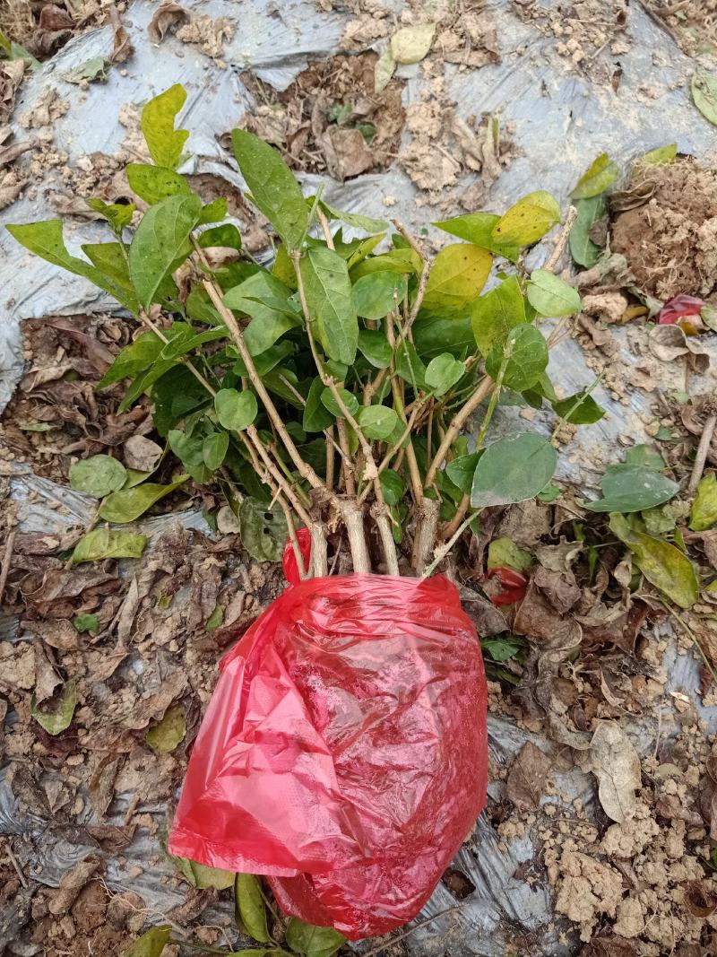 茉莉花苗种植苗盆栽杯苗窝苗整车发货接受预定