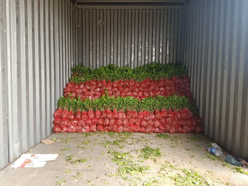 茉莉花苗种植苗盆栽杯苗窝苗整车发货接受预定