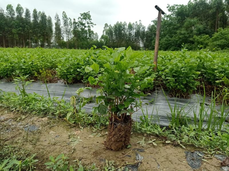 茉莉花苗种植苗盆栽杯苗窝苗整车发货接受预定