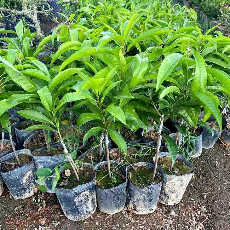 正宗耀堂仙桃苗大果蛋黄果树苗四季鸡蛋果苗带土带叶南方盆栽