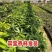 正宗耀堂仙桃苗大果蛋黄果树苗四季鸡蛋果苗带土带叶南方盆栽