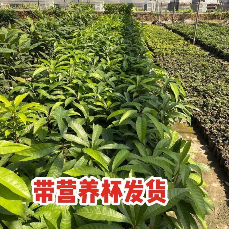 正宗耀堂仙桃苗大果蛋黄果树苗四季鸡蛋果苗带土带叶南方盆栽