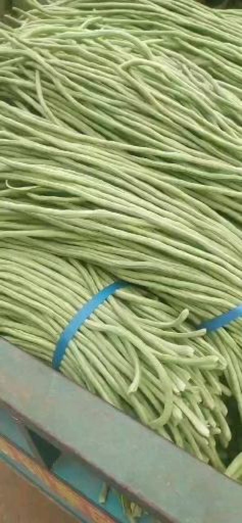 山东精品长豆角，质量保证，一手货源稳定供货全国