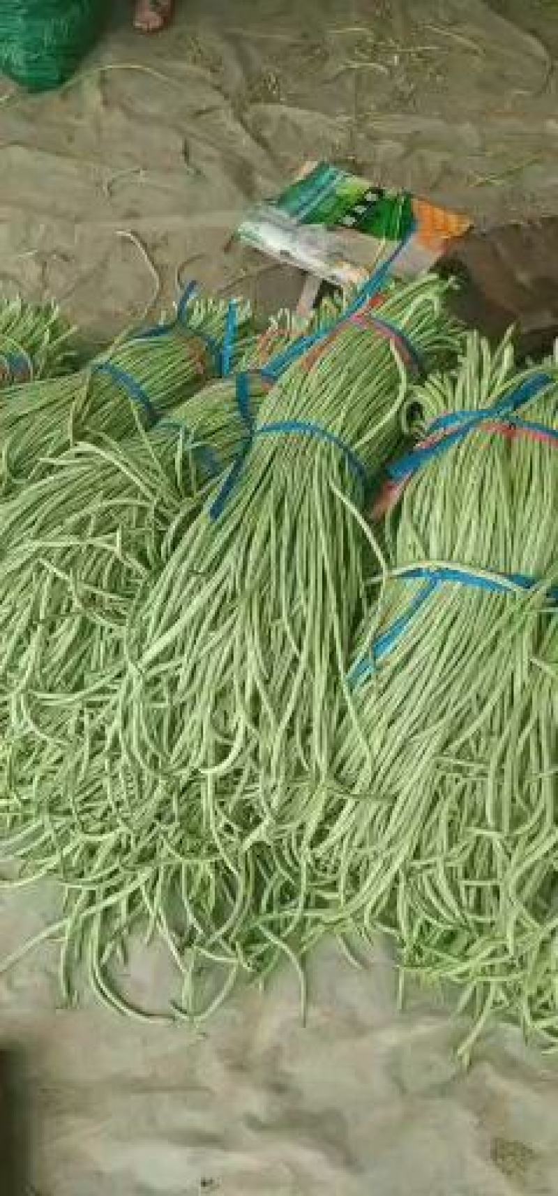 山东精品长豆角，质量保证，一手货源稳定供货全国