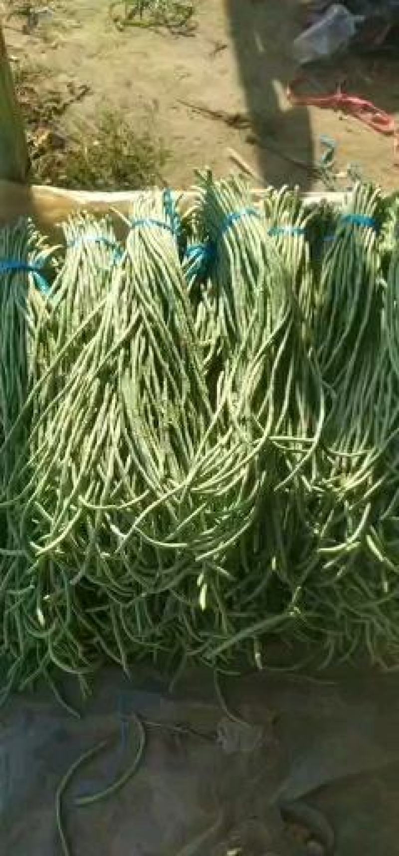 山东精品长豆角，质量保证，一手货源稳定供货全国