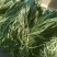山东精品长豆角，质量保证，一手货源稳定供货全国
