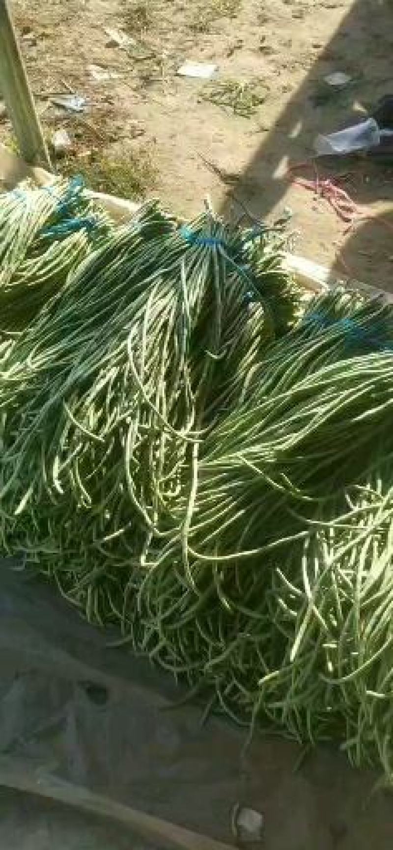 山东精品长豆角，质量保证，一手货源稳定供货全国
