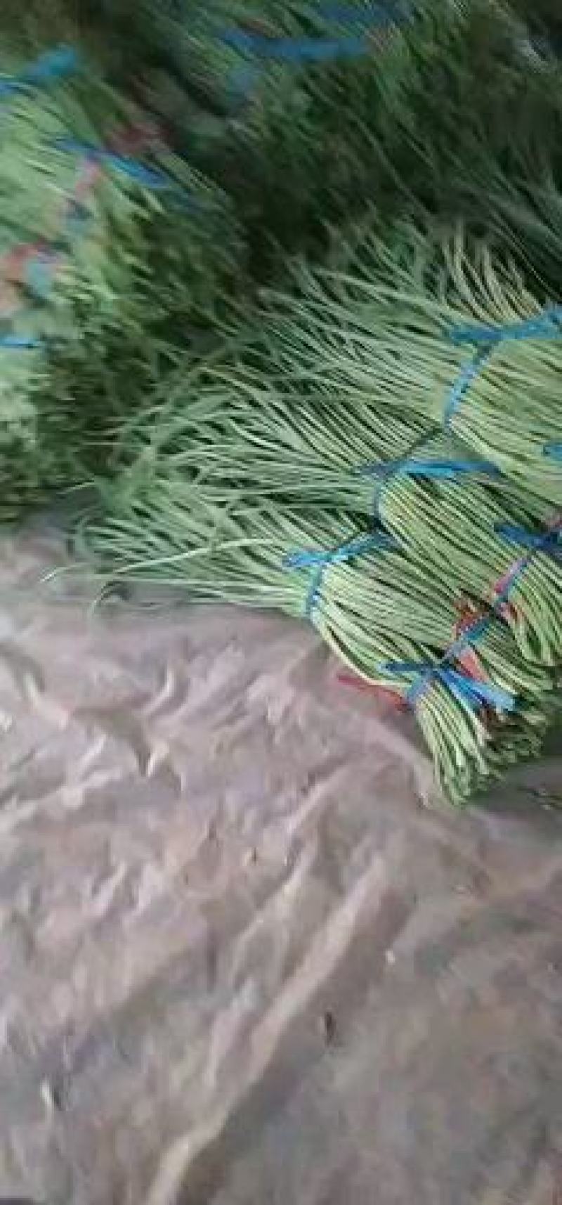 山东精品长豆角，质量保证，一手货源稳定供货全国
