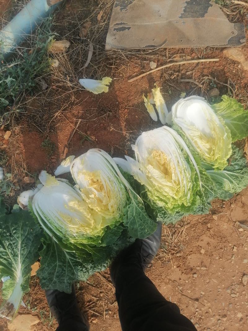 精品白菜