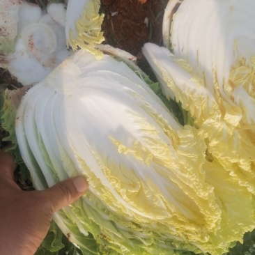精品白菜