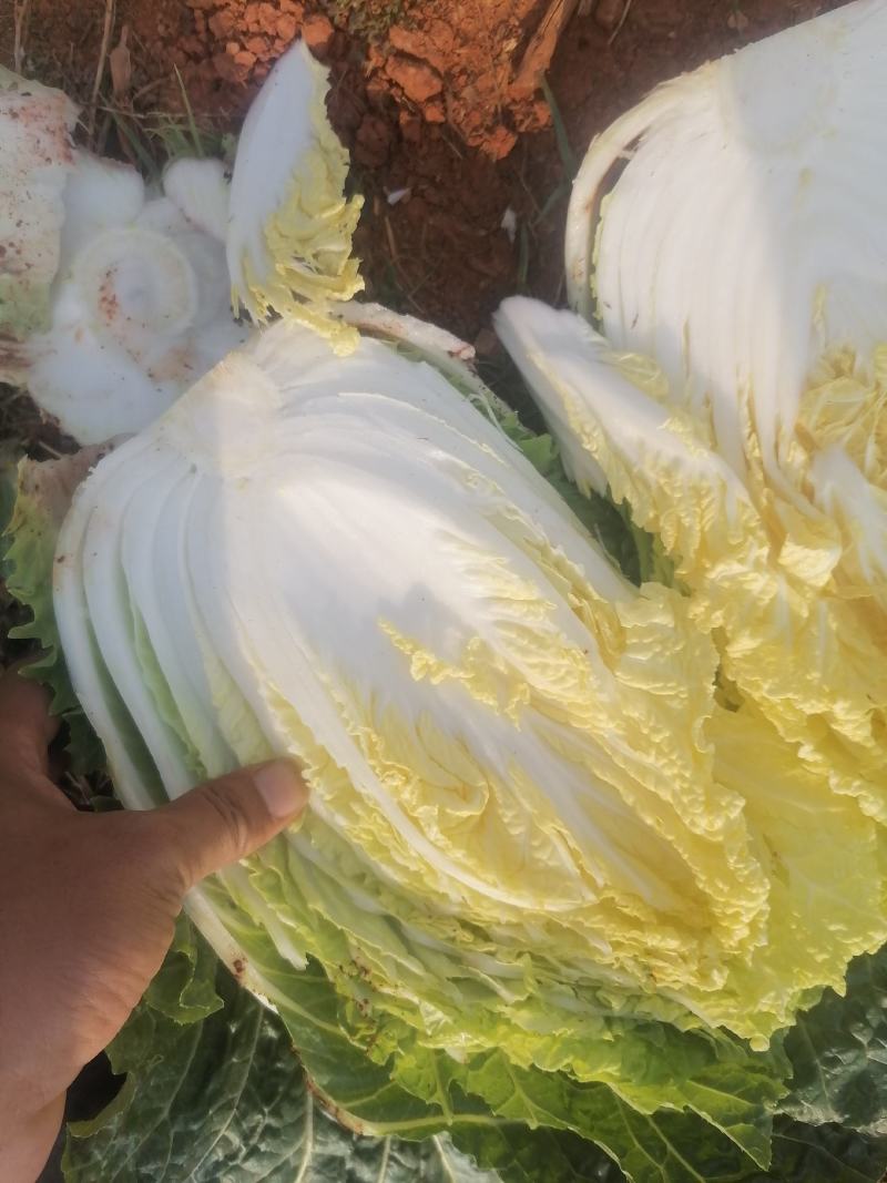 精品白菜