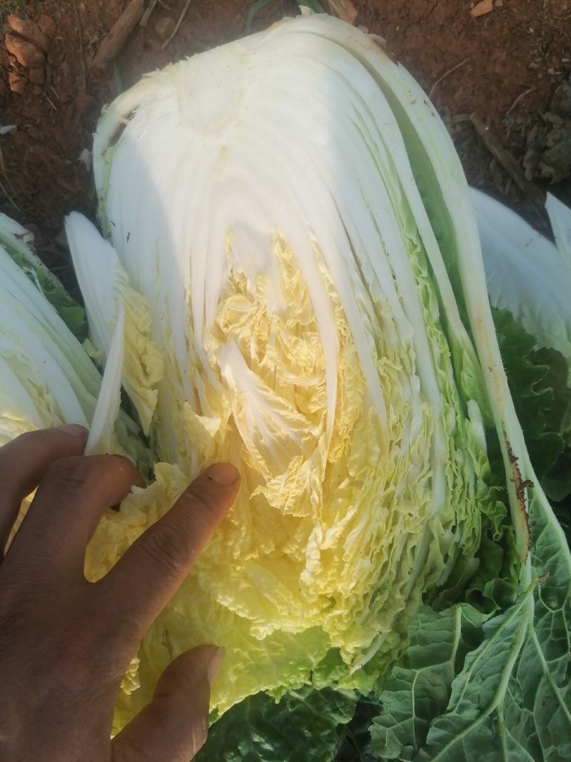 精品白菜