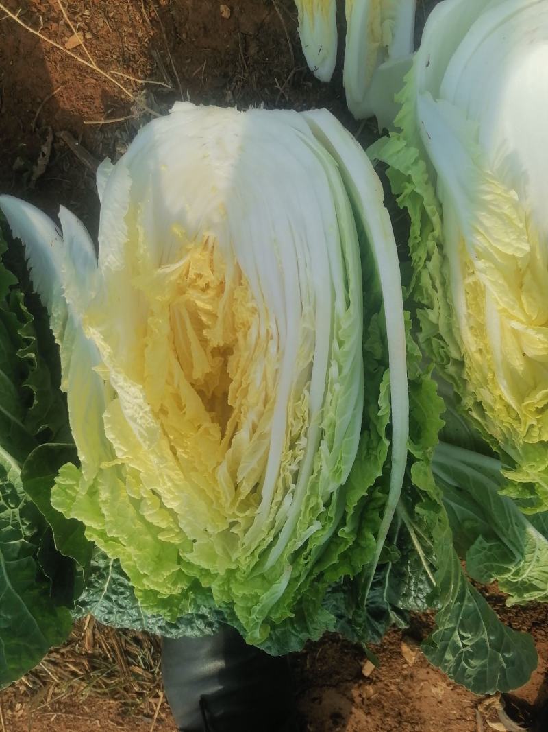 精品白菜