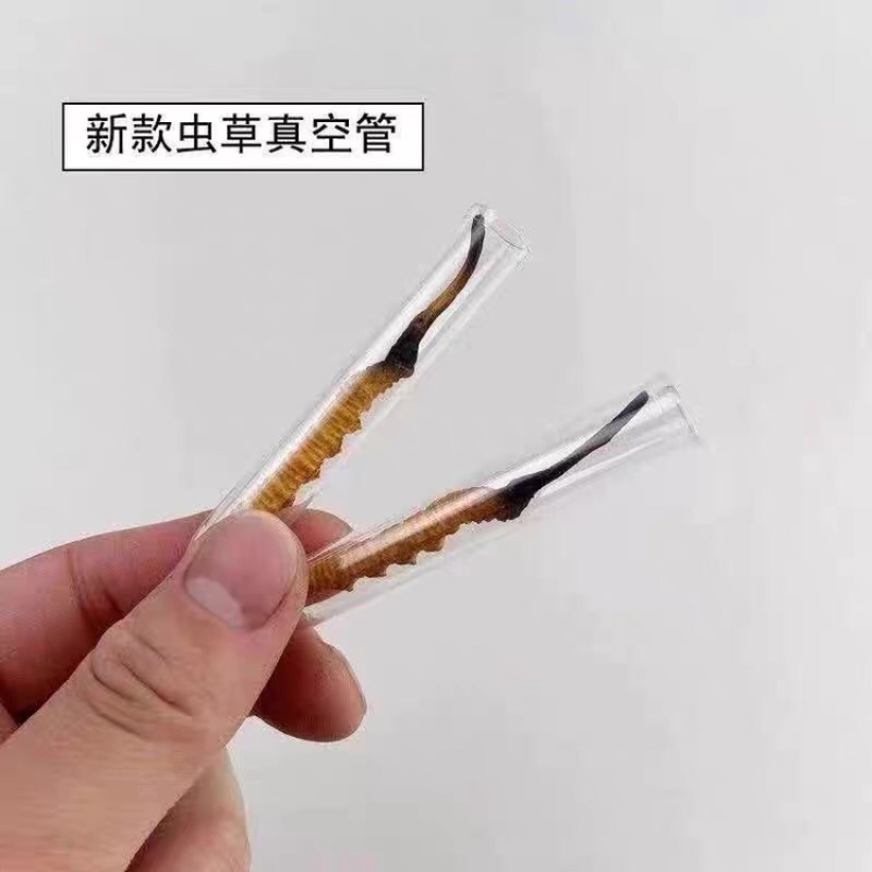 青海新鲜冬虫夏草新鲜虫草西藏那曲虫草包邮