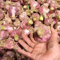 河南大蒜，紫红皮大蒜，产地直发，已大量上市