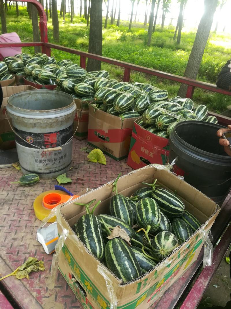 脆红，东方蜜，玉红脆，博阳，小蜜等，每年5到10月上市