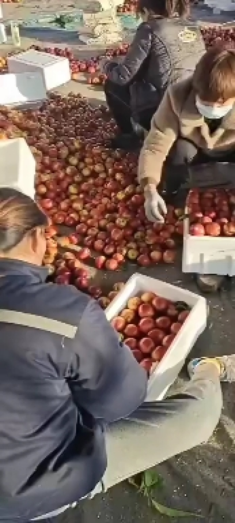 山东优质油桃中油二号中油四号种植基地产地直销