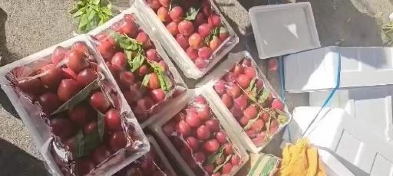 优质黄肉油桃山东优质油桃种植基地中油五号中油四号产地批发