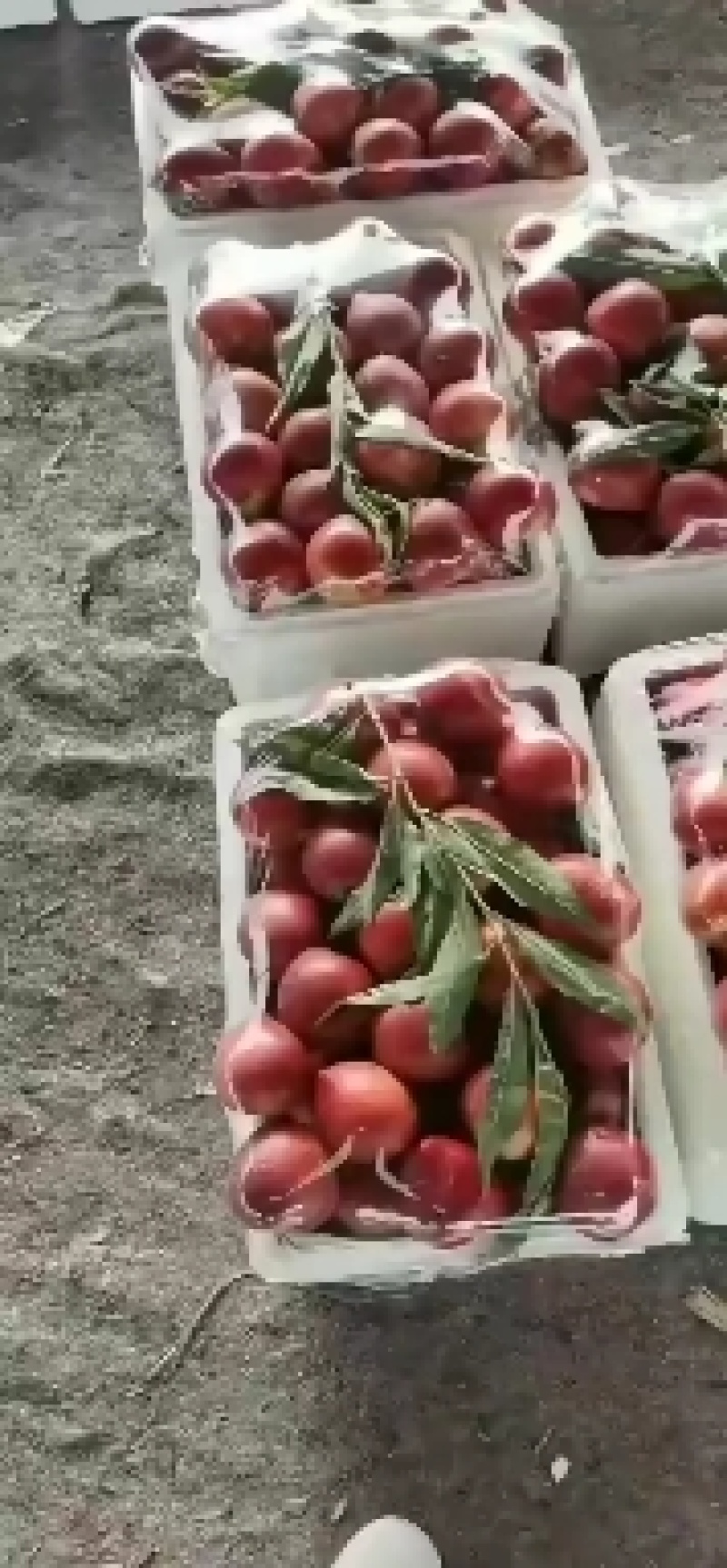 优质黄肉油桃山东优质油桃种植基地中油五号中油四号产地批发
