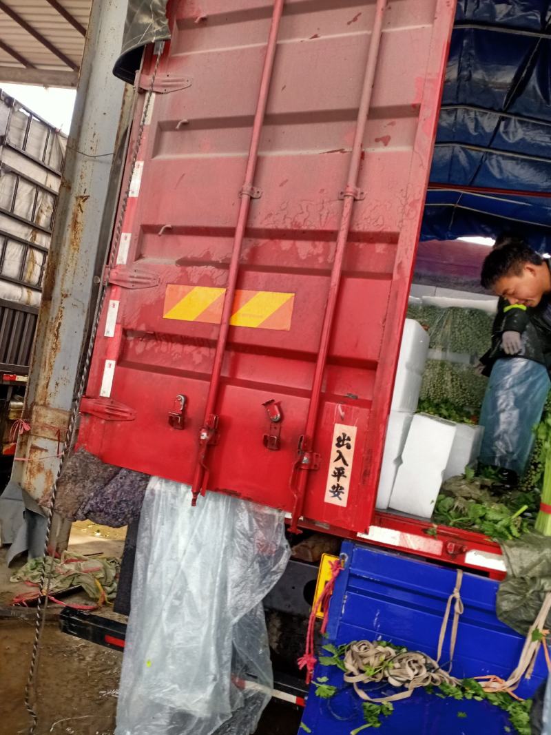 【推荐】江苏徐州精品西芹优质芹菜，新鲜现发大量供应