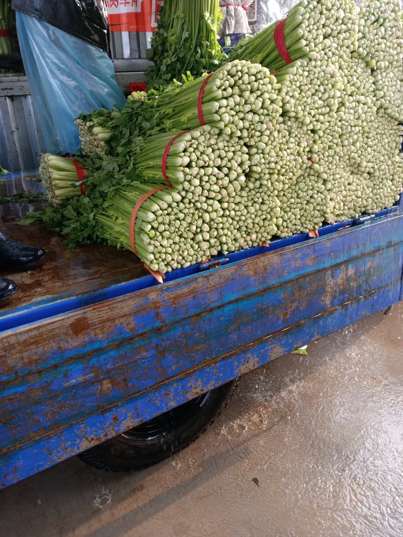【推荐】江苏徐州精品西芹优质芹菜，新鲜现发大量供应