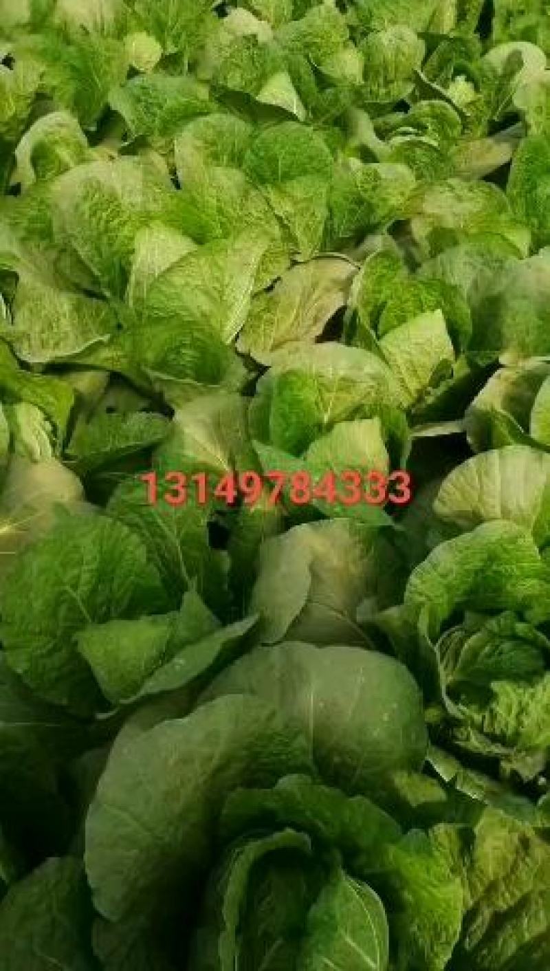 辽宁省锦州市凌海666666斤黄心白菜大量上市中