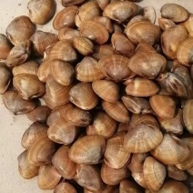 黄蚬子苗口子紧，耐活度好，400-800粒！