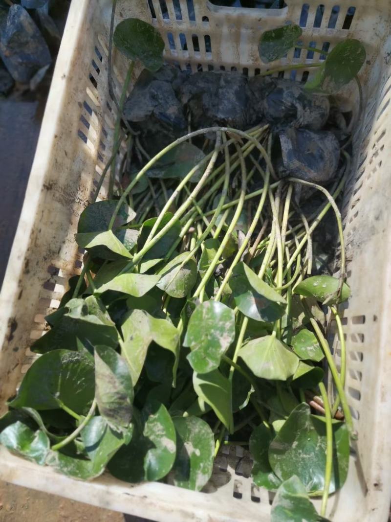 精品睡莲大量上市，基地直发直销，欢迎各位老板致电洽谈！
