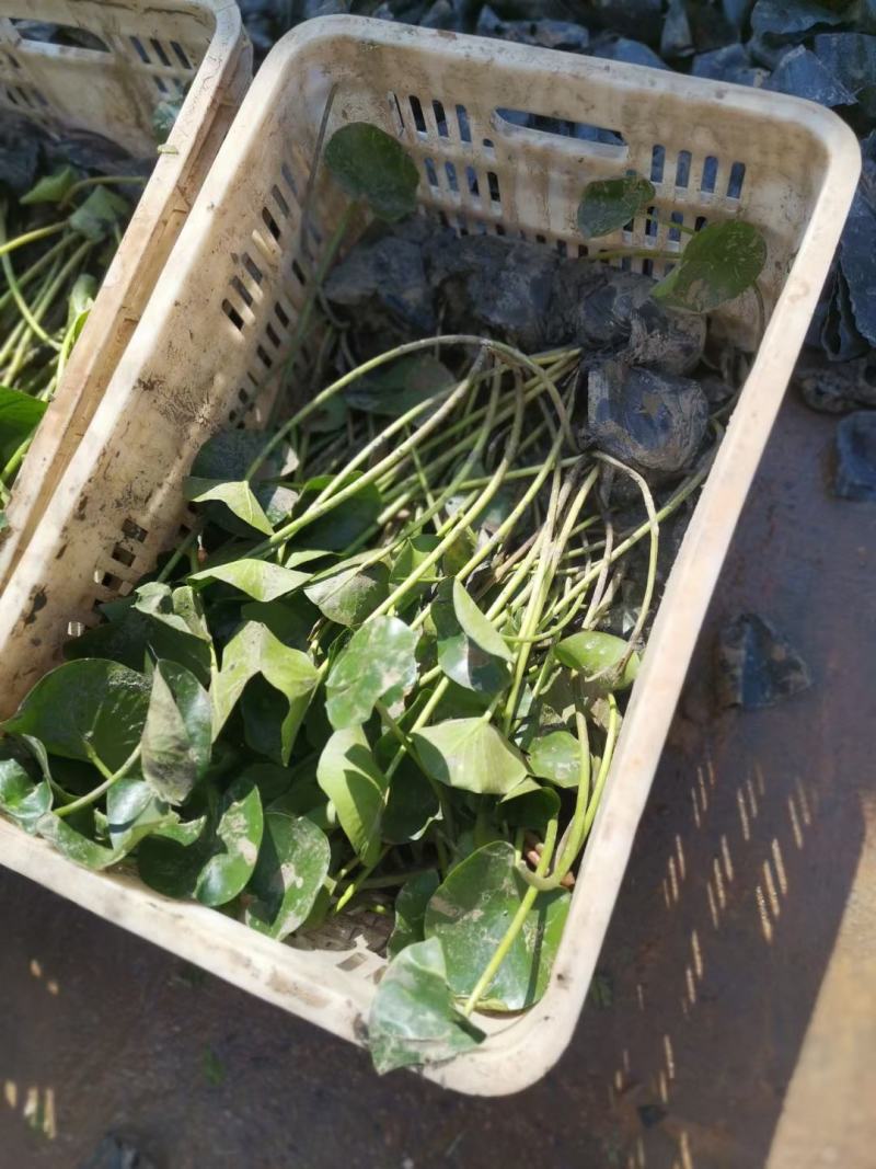 精品睡莲大量上市，基地直发直销，欢迎各位老板致电洽谈！