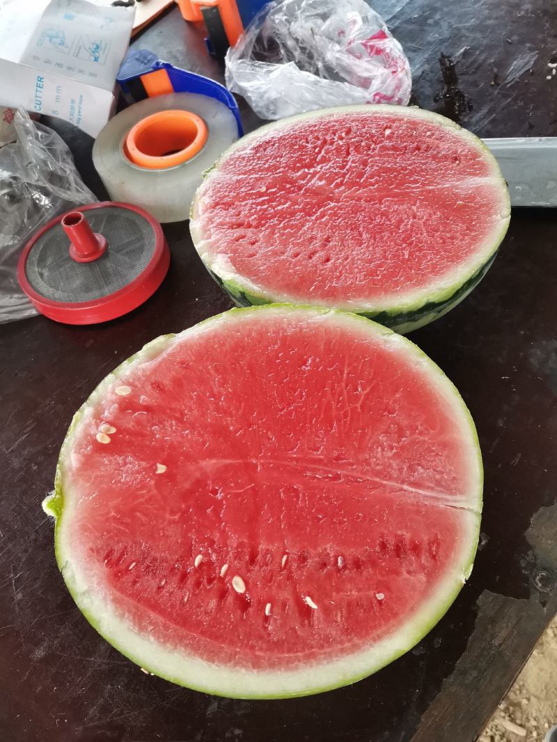 早春红玉西瓜，甘美4k品质保证，口感超甜，实力供货。