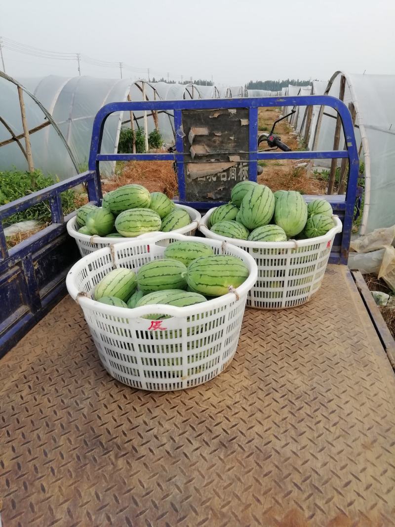 早春红玉西瓜，甘美4k品质保证，口感超甜，实力供货。