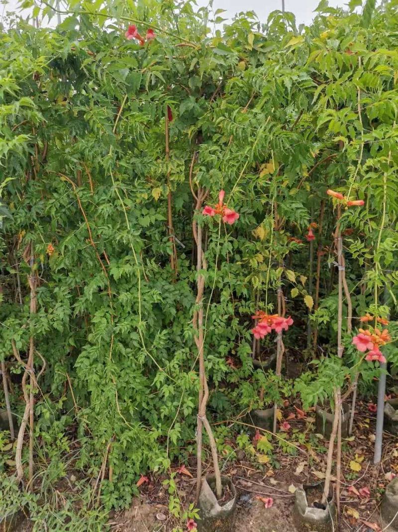 供应油麻藤紫藤凌宵爬山虎