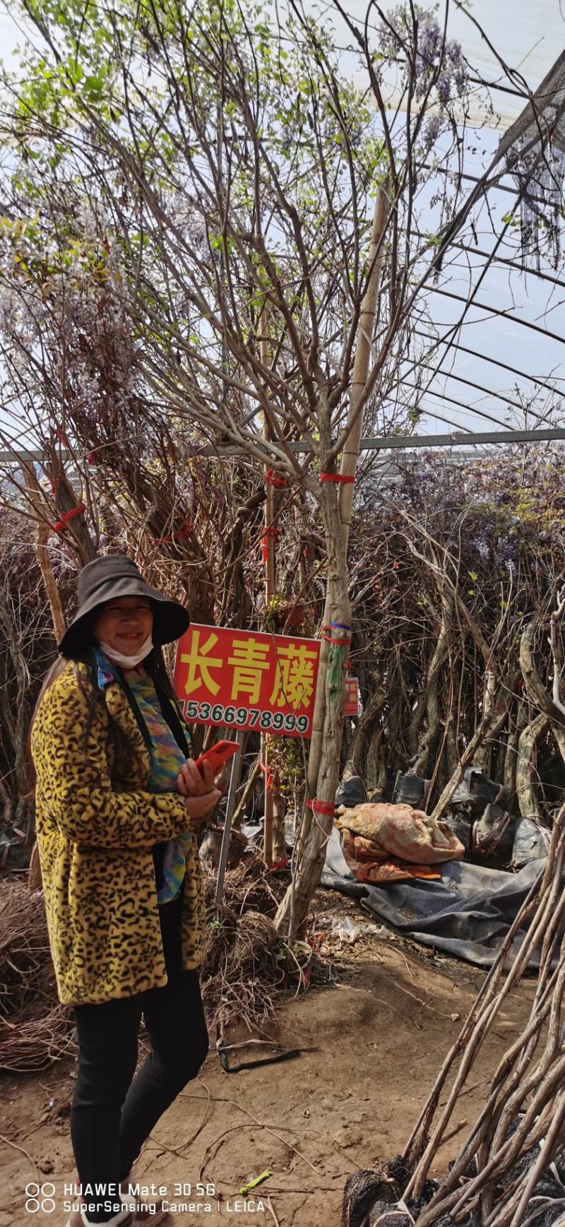 供应油麻藤紫藤凌宵爬山虎