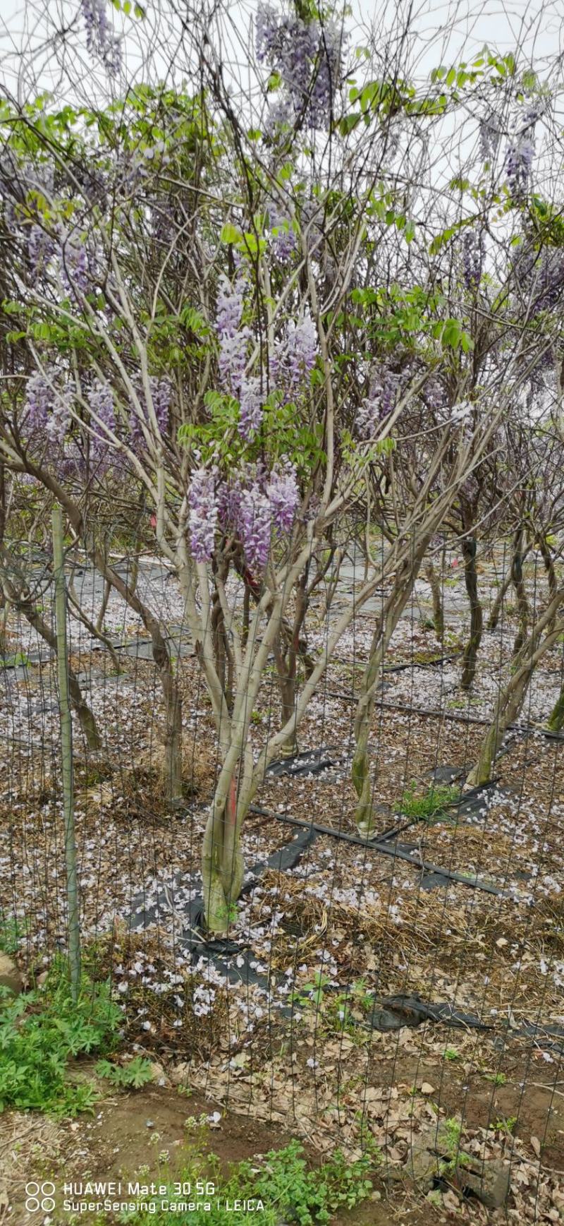 供应油麻藤紫藤凌宵爬山虎