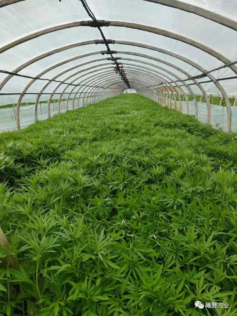 一级净黎蒿，现摘现发