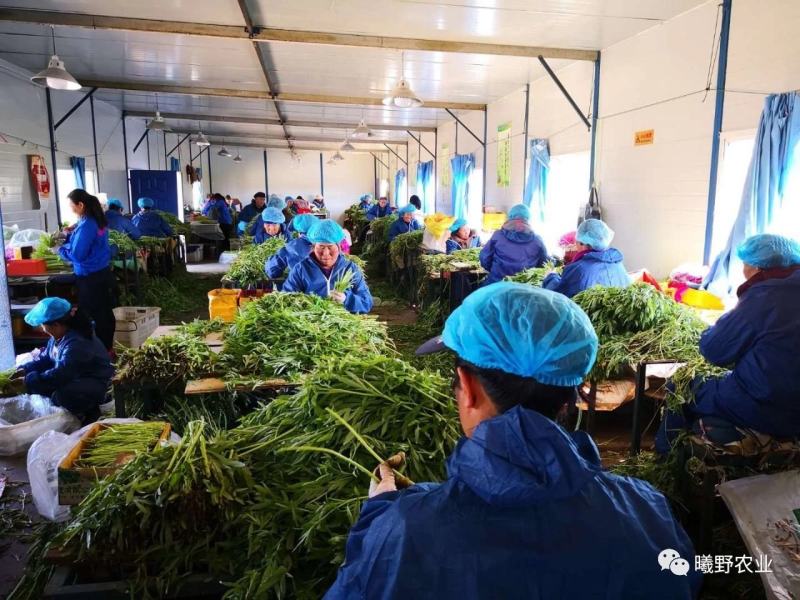 一级净黎蒿，现摘现发