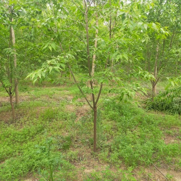3公分山桃