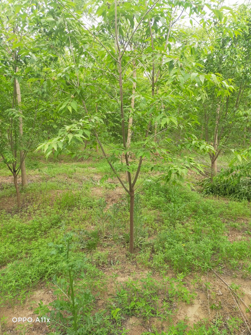 3公分山桃