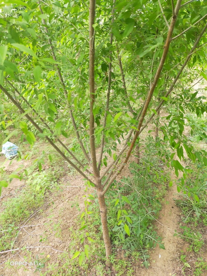 3公分山桃