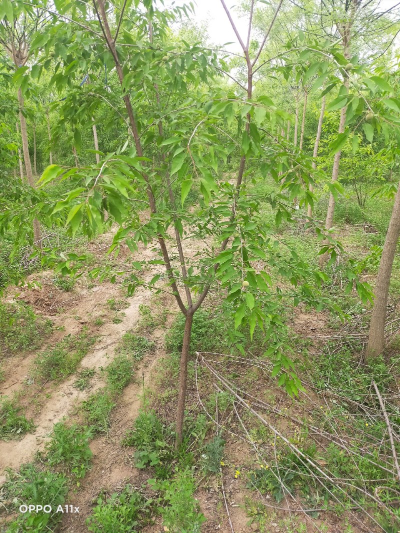 3公分山桃