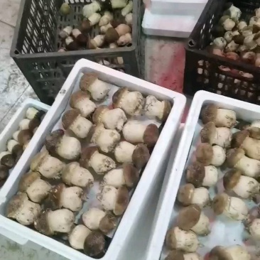 大球盖菇