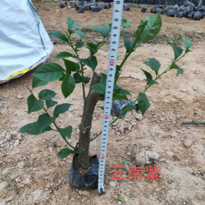 三角梅苗杯苗云南紫中国红加州红基地直供